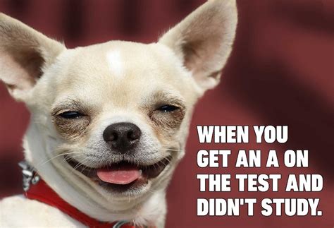 30 Funny Dog Memes That Will Make You Laugh All Day Have