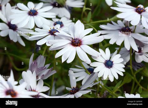 White African Daisy Flowers Osteopermum Stock Photo Alamy
