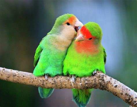 It is highly recommended to keep lovebirds in pairs. Lovebirds -Types and Personality