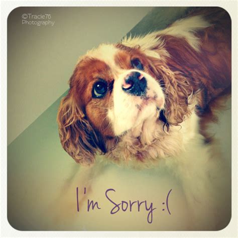 Check spelling or type a new query. I'm So Sorry. Free Sorry eCards, Greeting Cards | 123 ...