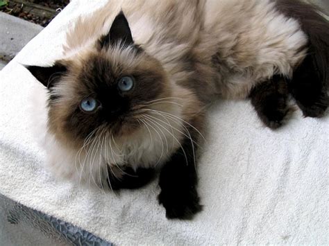 The Most Visually Stunning Cat Breeds Viewkick