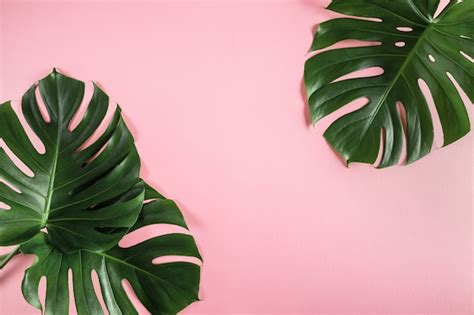 Premium Photo Tropical Palm Leaves On Abstract Pastel Pink Background