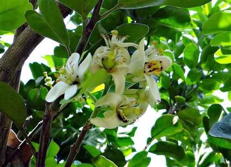 Definition of ugli fruit in the definitions.net dictionary. 11 Of The Most Splendid Flowers That Start With U & Their ...