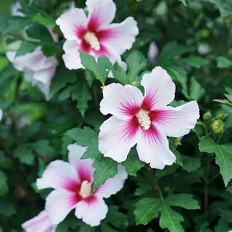 paraplu pink ink rose of sharon