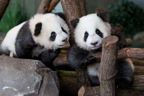 Berlin Zoo Expects Surge In Visitors As Panda Twins Make Their Public
