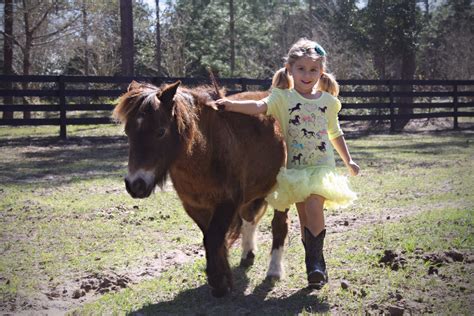 Happy Girl With Mini Horse Mini Horse Happy Girls Horses