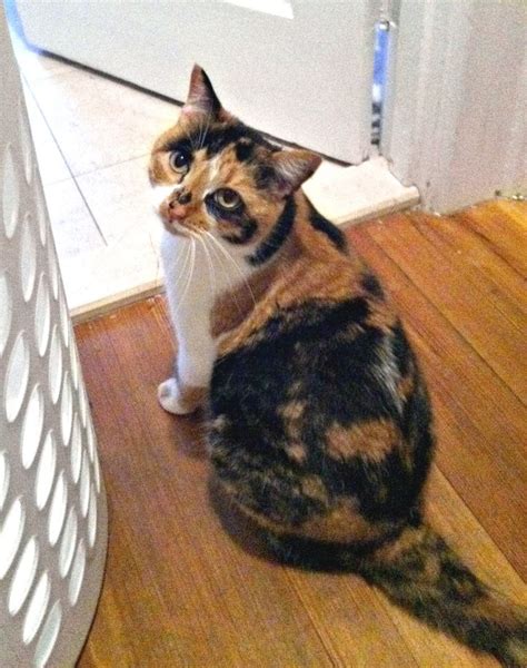 Missing Calico Cat Connecticut Humane Society Calico Cat Cats