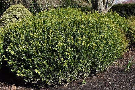 Green Beauty Boxwood Buxus Green Beauty In San Antonio Texas Tx