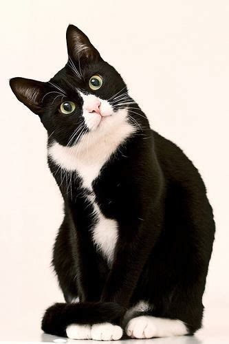 140 Best Tuxedo Cat Images On Pinterest