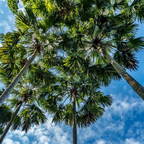 Green Palm Trees Stock Image Image Of Leaf Natural 109242949