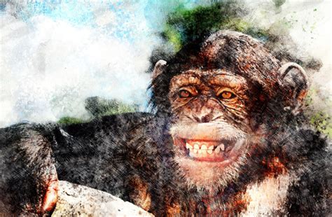 Cheerful Chimps Are Animals Really Happy When They Smile Discover