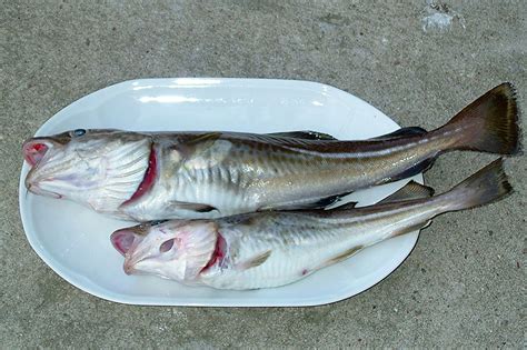 Nährwerte Für Folgenden Fisch Kabeljau Dorsch Gadus Morhua Fischlexikon