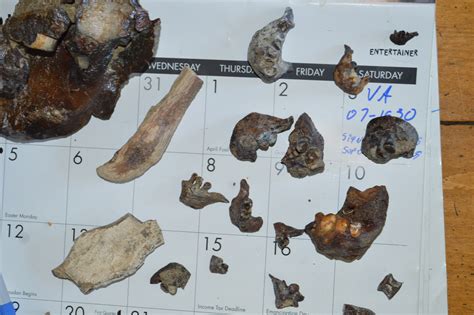 Glenns Ferrypoison Creek Formations Of Lake Idaho Fossil Id The