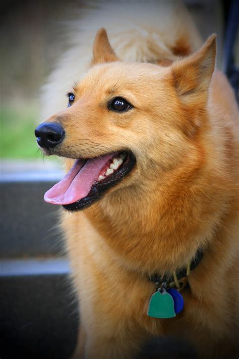 Everything About Your Finnish Spitz Luv My Dogs