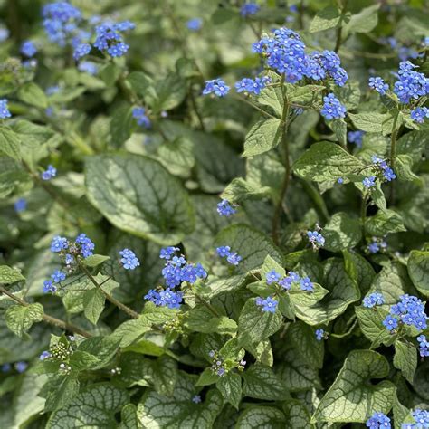 Brunnera Macrophylla Jack Frost Midwest Groundcovers Llc