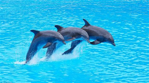 Dolphin Wallpaper 69 Images