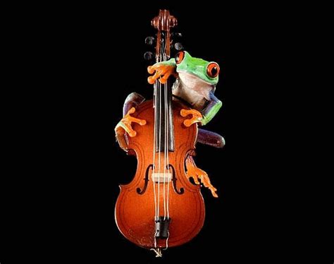 Bass Frog Cello Violin Music Musical Instrument Cellist By Frogfun