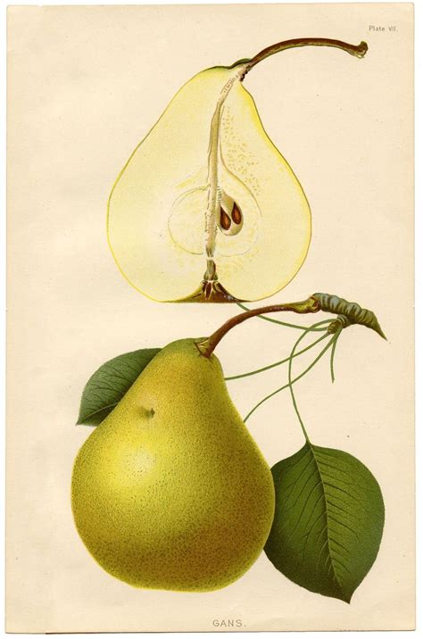 8 Pear Images Botanical Prints Botanical Illustration Vintage