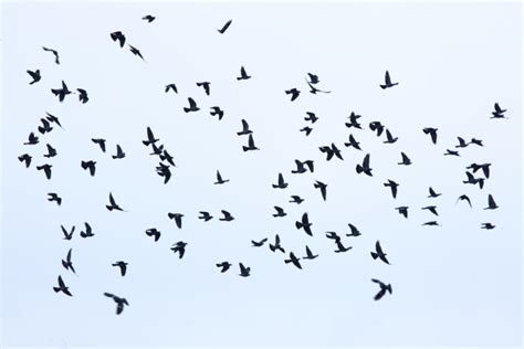Flock Of Birds Free Stock Photo Public Domain Pictures
