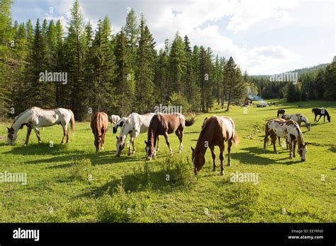 Horses Graze At The Artemis Acres Guest Ranch In Kalispell Montana