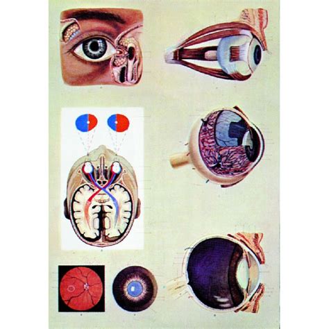 Ochiul Uman Fiziologia Vederii