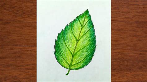 How To Draw A Leaf Easy Leaf Drawing Beautiful Leaf Drawing Step