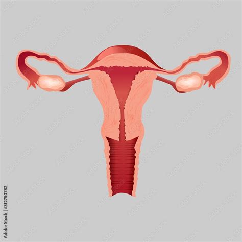 Realistic Human Internal Organ Uterus Vector Design Illustration Front View Of Cartoon Female