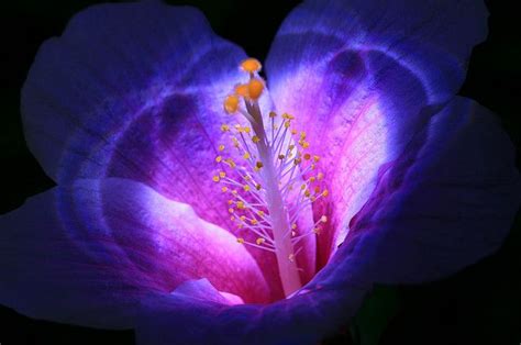 The Flower That Blooms At Night Night Flowers Beautiful Flowers