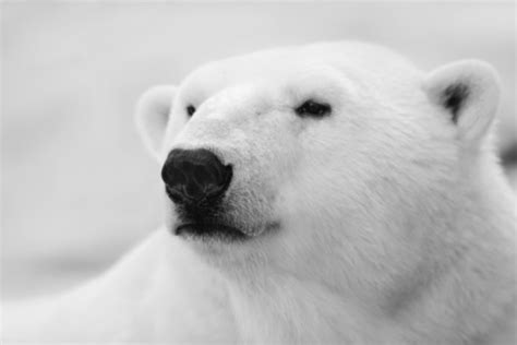 Polar Bear Portrait Stock Photo Download Image Now Istock