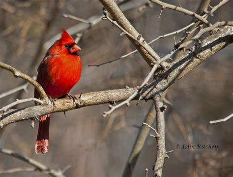 Cardinal Say When When Cardinals Get Boring John Flickr