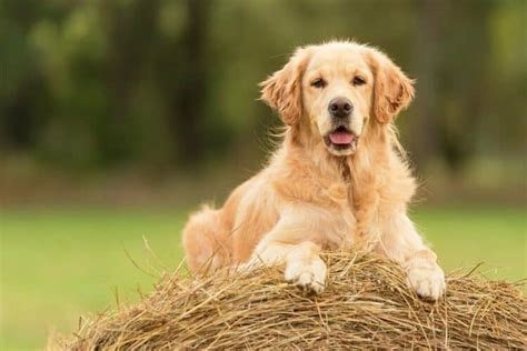 Are Golden Retrievers Good Guard Dogs What You Need To Know Pango Pets