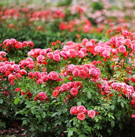 Róże Okrywowe Odmiany Sadzenie Pielęgnacja Zielony Ogródek