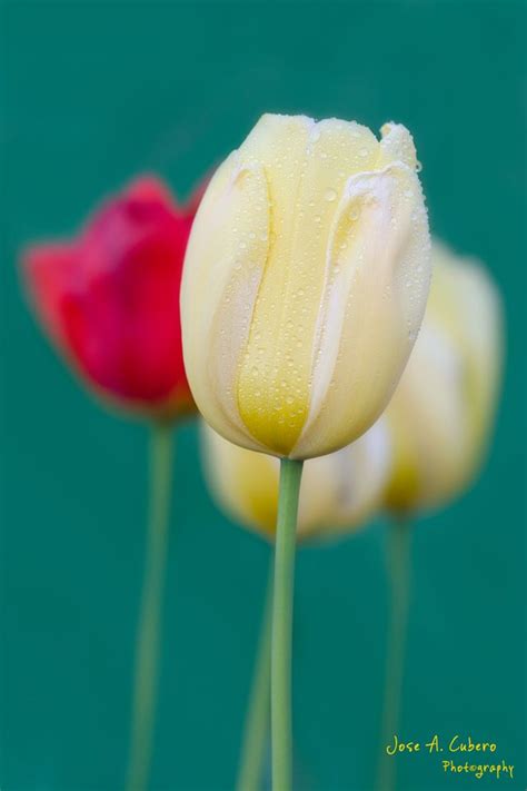 Tulipanes Al Amanecer Tulipanes Jardines Flores