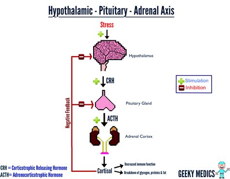 How Benzos Cause Hpa Axis Dysregulation