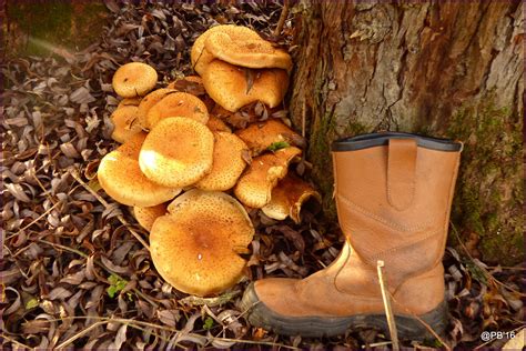 Size 9 Honey Fungus Cowdraymarshes Honey Fungus Or Armil Flickr