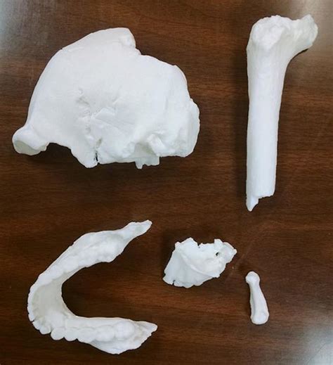3d print your own fossils thanks to morphosource the voice of 3d printing