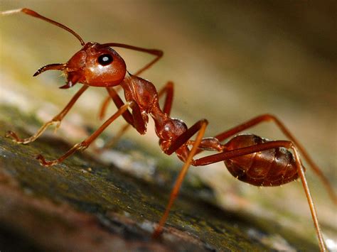 Difference Between Red Ants And Fire Ants Pediaacom