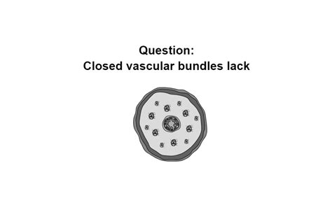 Closed Vascular Bundles Lack