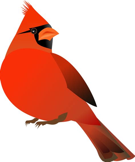 Cardinal Clipart Male Cardinal Male Transparent Free For Download On