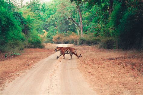 Indias Tiger Tourism Rebounds But Dont Overlook Other Wildlife