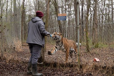 Carolina Tiger Rescue Taking Care Of The Big Cats Unc Media Hub