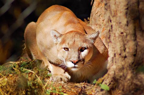 Cougar Full Hd 2560x1920 Coolwallpapersme