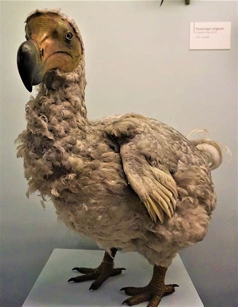 A Dodo Bird That Went Extinct 399 Years Ago Taxidermy