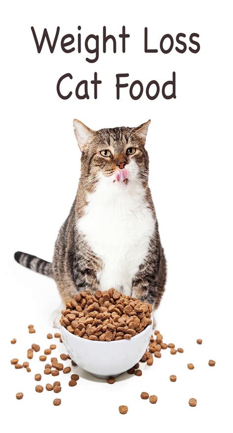 Best Food To Feed Overweight Cats | Food, Cat food ...