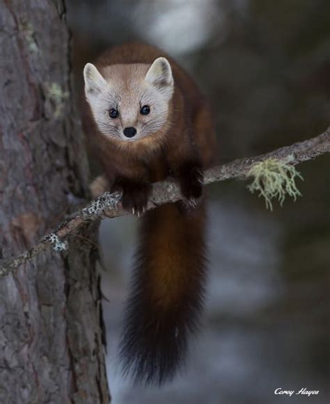 American Pine Marten By Corey Hayes Animals Of The