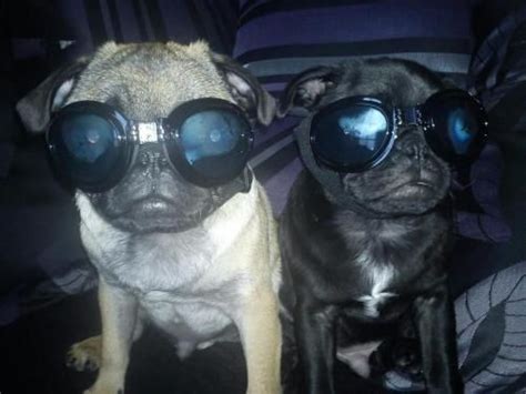 Pug In Goggles Meme Pugs Funny Puppies Funny Cute