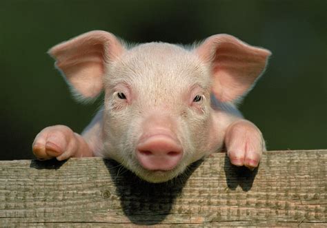 12 Cute Pigs That Will Bring A Smile To Your Face