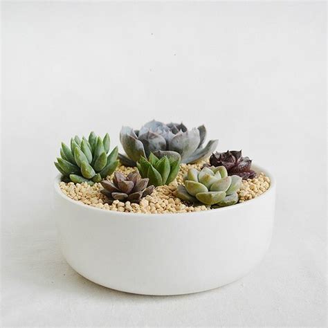 Big Round White Ceramic Succulent Planter Cacti Pot By Marukococo