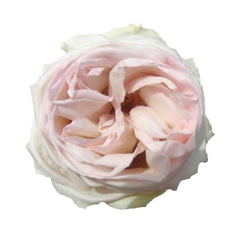Maybe you would like to learn more about one of these? Pin on Wedding flowers