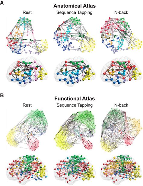 The Segregation And Integration Of Distinct Brain Networks And Their
